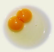 二黄卵