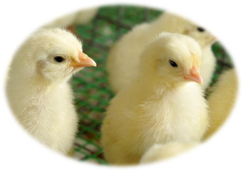 ホクリヨウ鶏卵　生産の特徴
