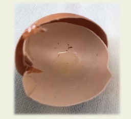 たまご博士の知恵袋 たまごを学ぼう ホクリヨウ たまご博士の知恵袋 たまごを学ぼう ホクリヨウ
